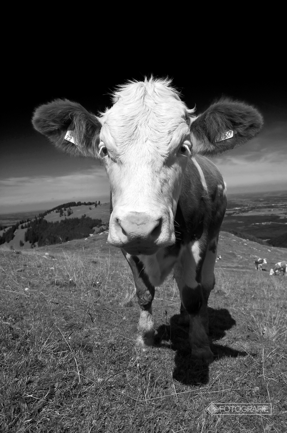 Kühe 004