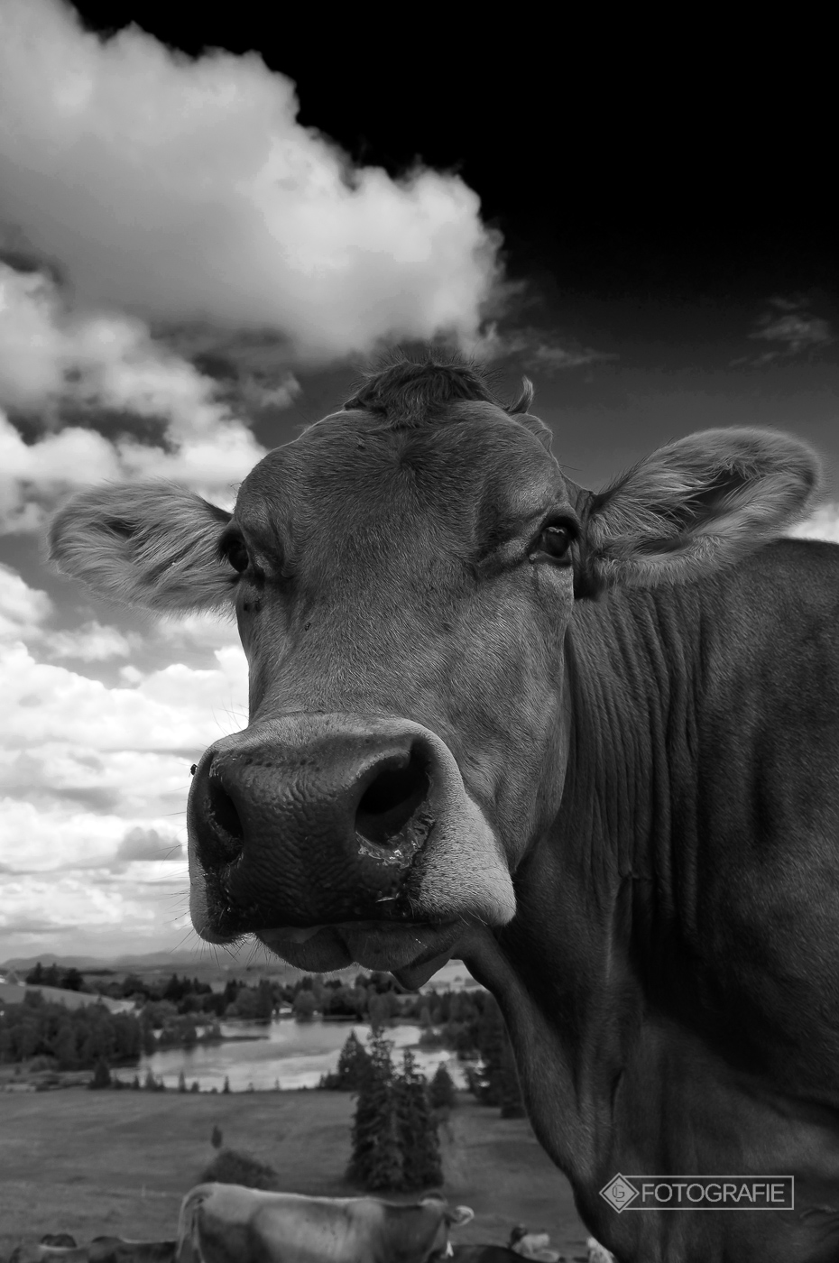 Kühe 007