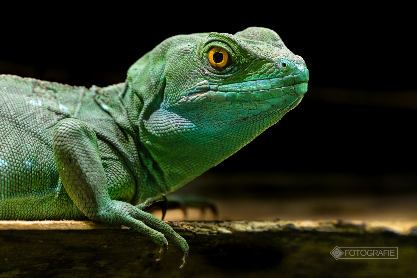 Fauna - 9 neue Bilder